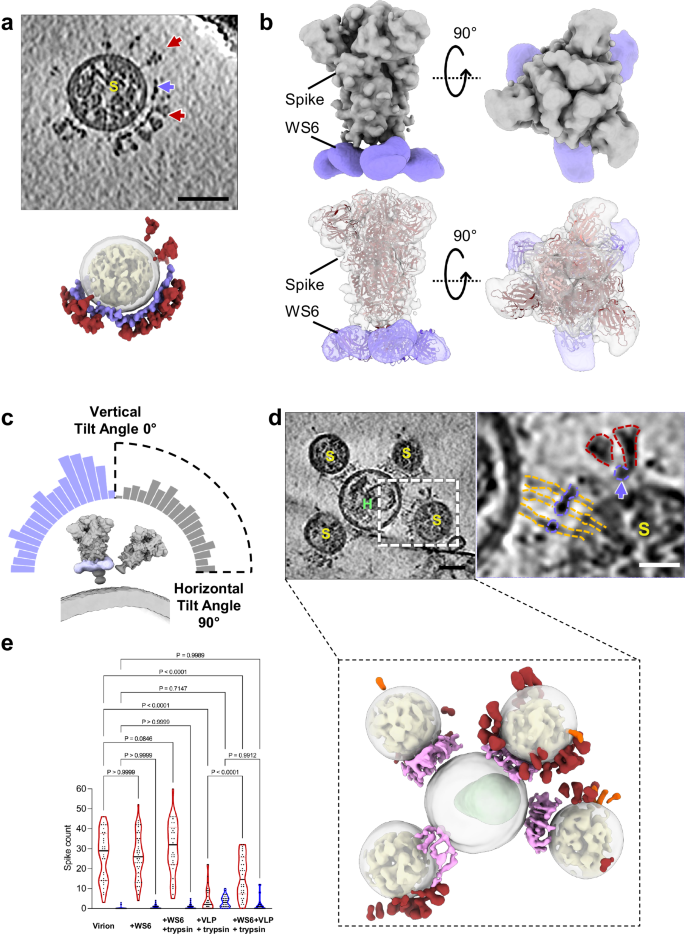Fig. 4: Inhibition of SARS-CoV-2 fusion with a spike stalk antibody WS6.