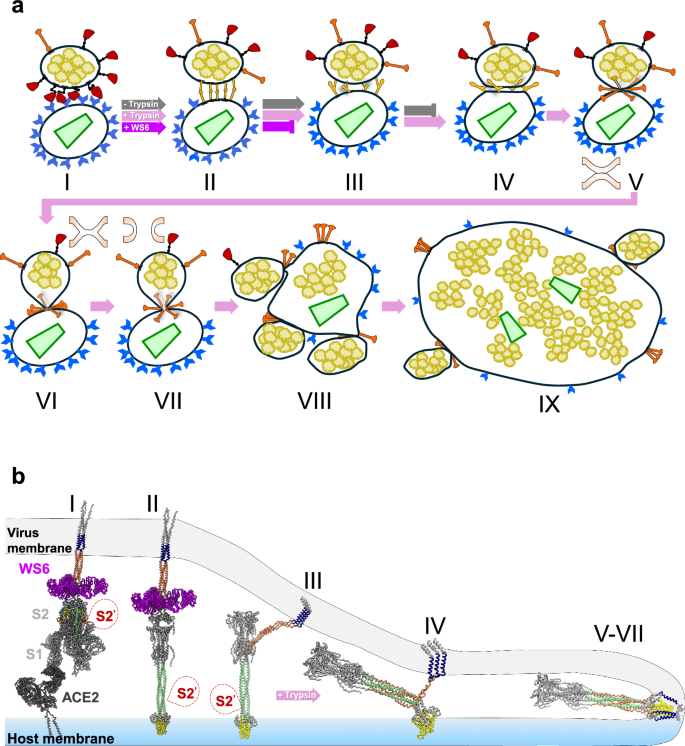 Fig. 5: Schematic model of ACE2-mediated SARS-CoV-2 fusion process and fusion intermediates.