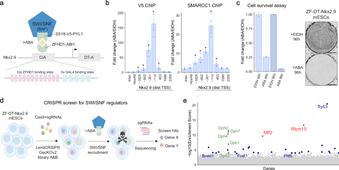 Fig. 1: Genome-wide CRISPR KO screen reveals novel regulators of SWI/SNF activity.