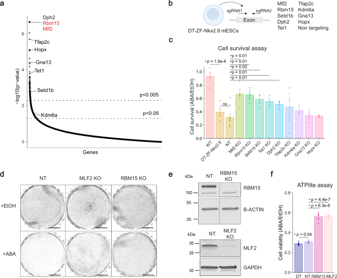 Fig. 2: Validation of top hits from genetic screen in mESCs.