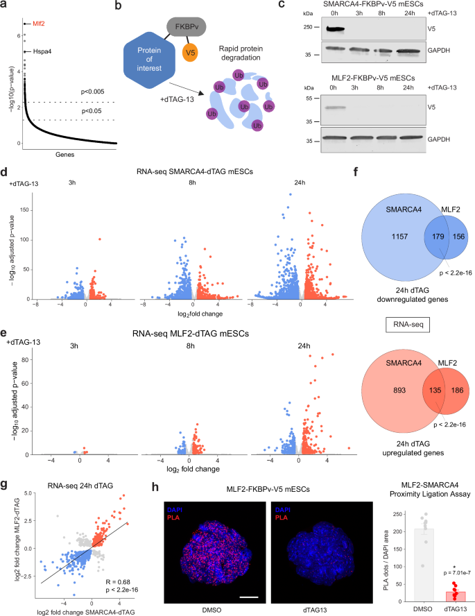 Fig. 3: MLF2 regulates a subset of SWI/SNF target genes in mESCs.