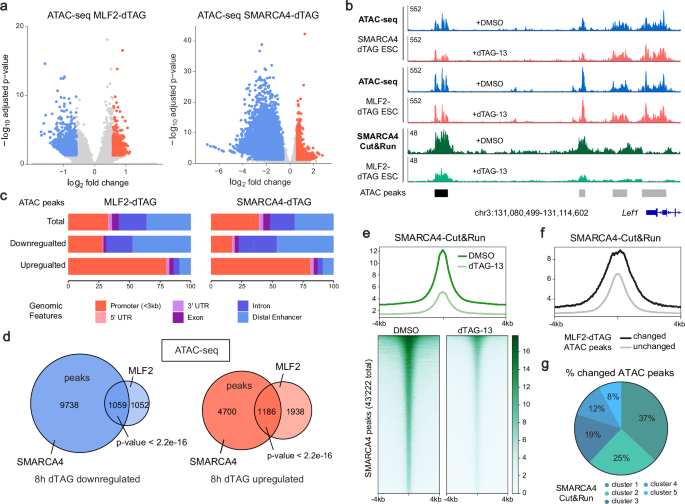 Fig. 4: MLF2 regulates SWI/SNF chromatin remodeling activity in mESCs.