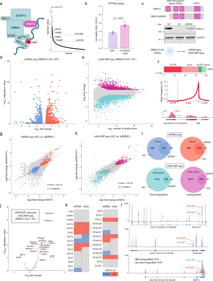 Fig. 5: RBM15 controls m6A methylation on specific SWI/SNF mRNAs.