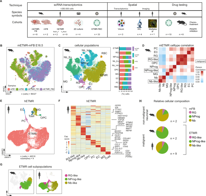 Fig. 1: scRNA-seq of murine and human ETMR defined tumor cellular diversity and revealed three distinct ETMR malignant cell states during putative neuronal development.