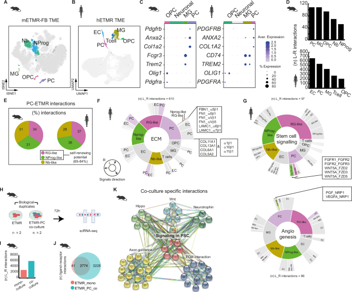 Fig. 2: Pericytes are a key player in the TME, influencing tumor ECM and supporting stem-cell signaling.