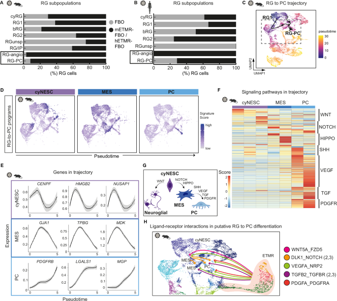 Fig. 5: ETMR altered the fate determination of RG subpopulations in the FBO, supporting their differentiation into pericytes through WNT-TGFB-PDGFR signaling.
