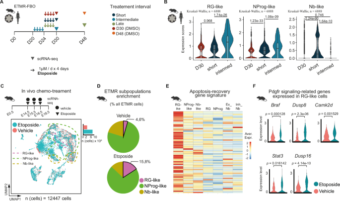 Fig. 6: Chemotherapy resistance in ETMR is mediated by RG-like tumor subpopulations upregulating PDGFR signaling.