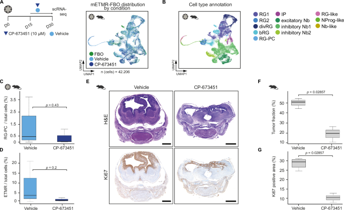 Fig. 7: PDGFR inhibition targets pericytes and decreases tumor cell population in FBO and in vivo.