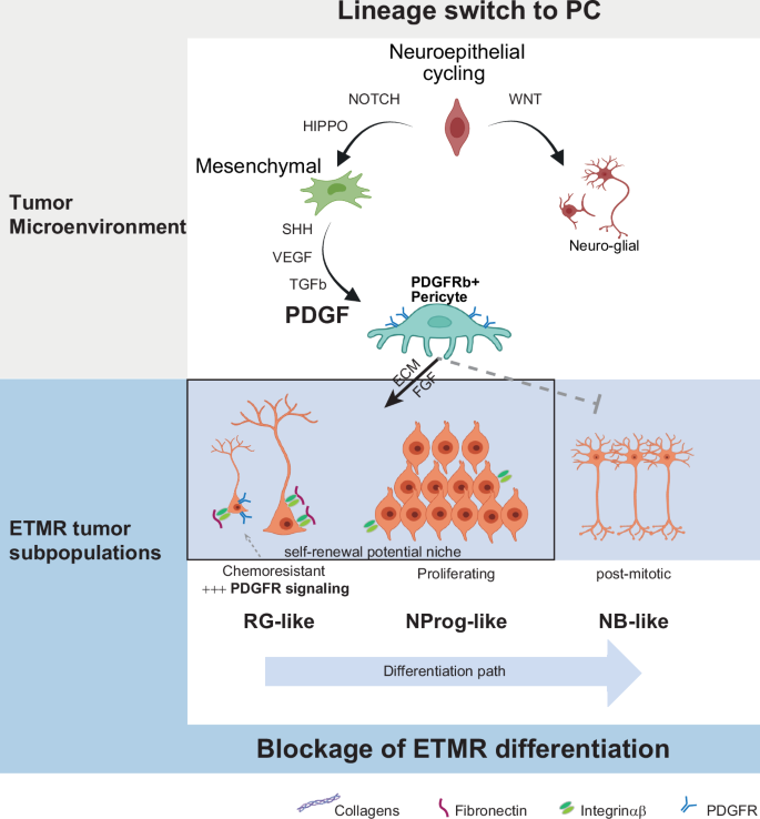 Fig. 8: Schematic of pericyte and PDGF signaling supporting stem cell maintenance and chemo-resistance in ETMR.
