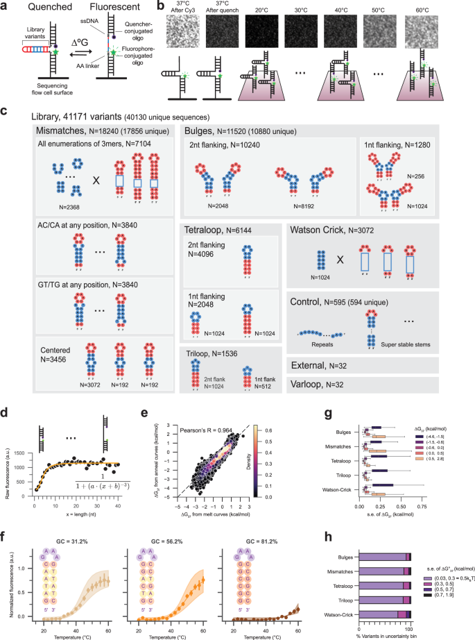 Fig. 1: High-Throughput thermodynamic measurement of DNA secondary structures using a fluorophore–quencher system.