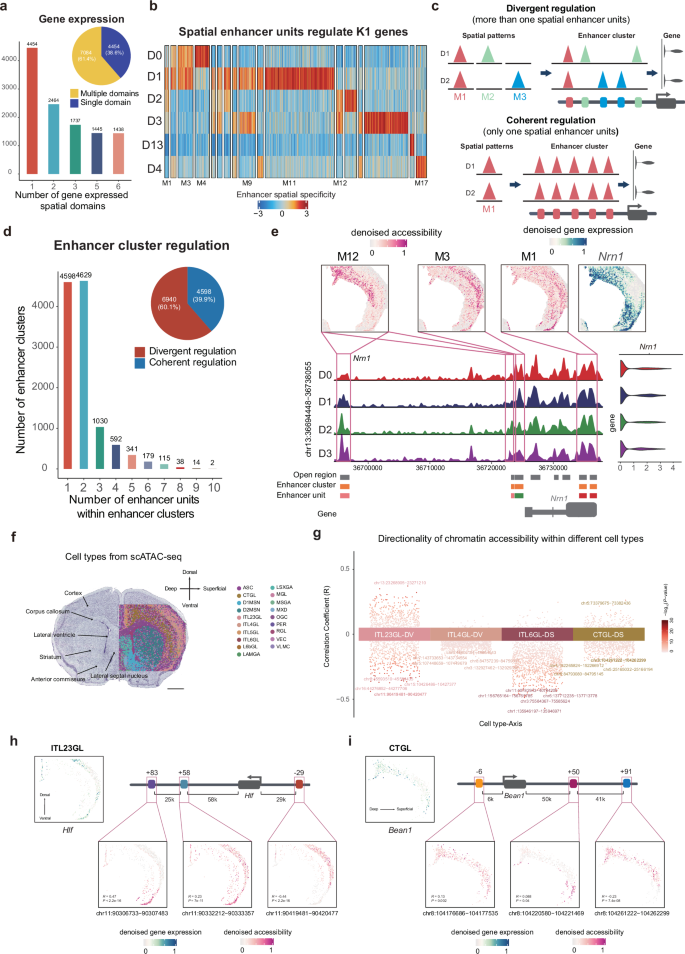 Fig. 2: Spatial enhancer code in the P22 mouse brain.