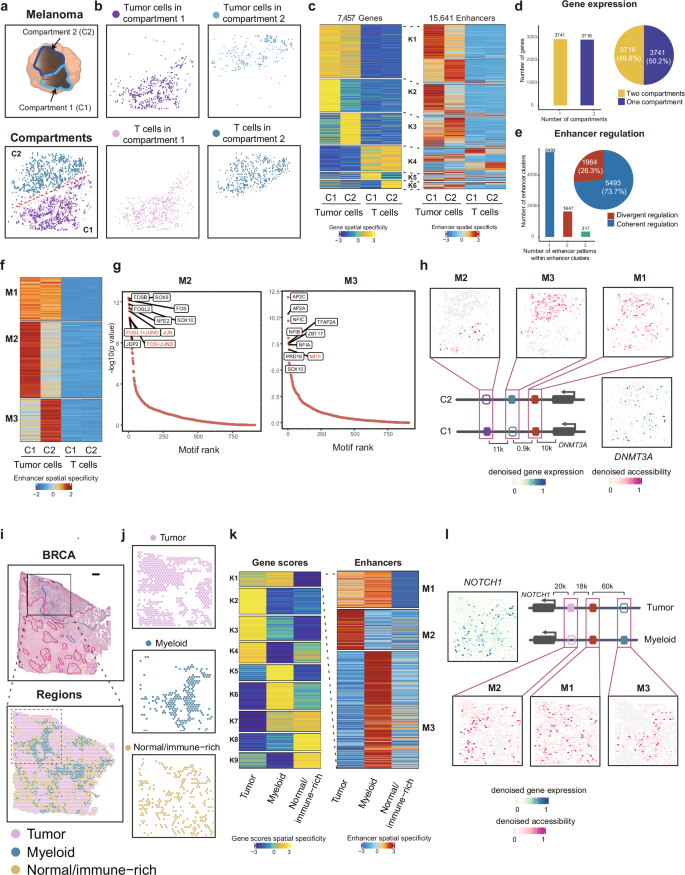 Fig. 3: Spatial enhancer code in human tumors.