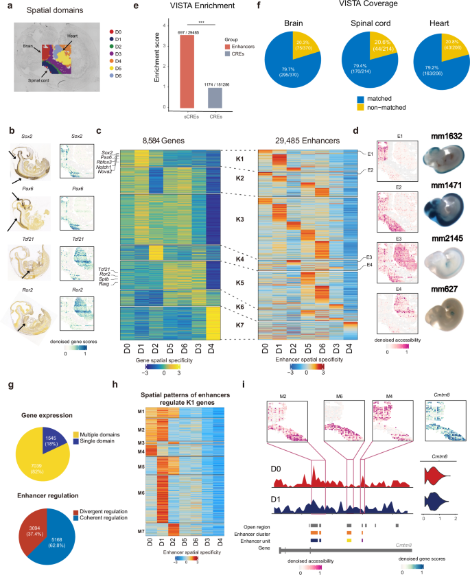 Fig. 4: Spatial enhancer code in e11 mouse embryos.