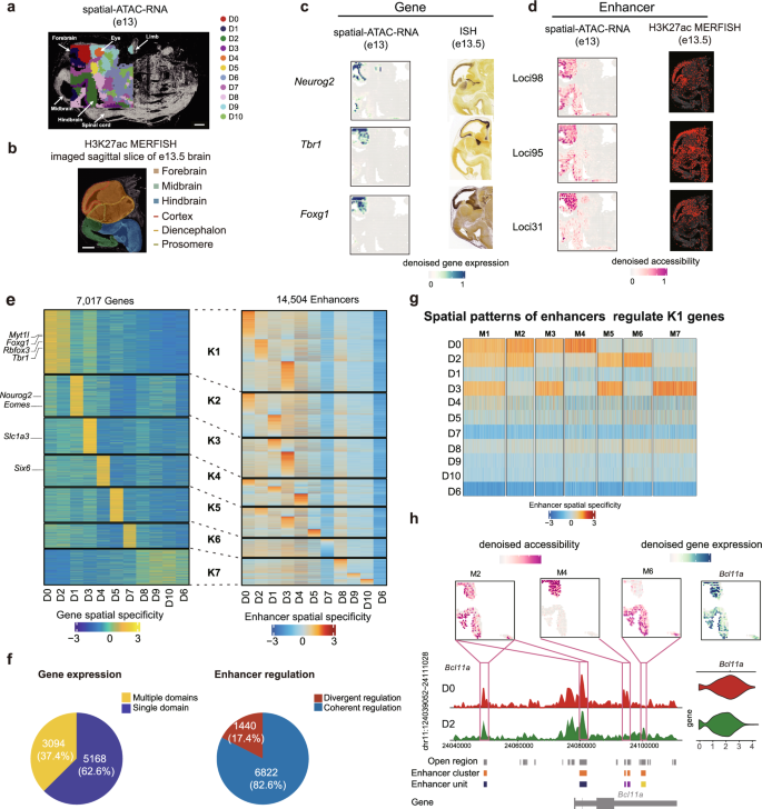 Fig. 5: Spatial enhancer code in e13 mouse brain.