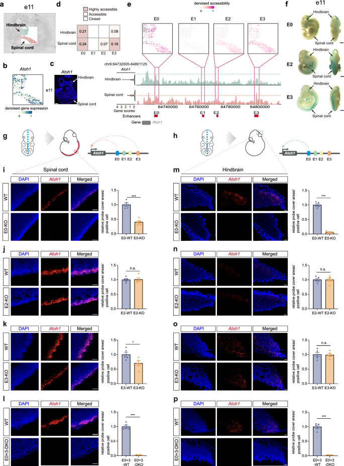 Fig. 6: Experimental validation of Atoh1 spatial enhancer code in e11 mouse embryos.