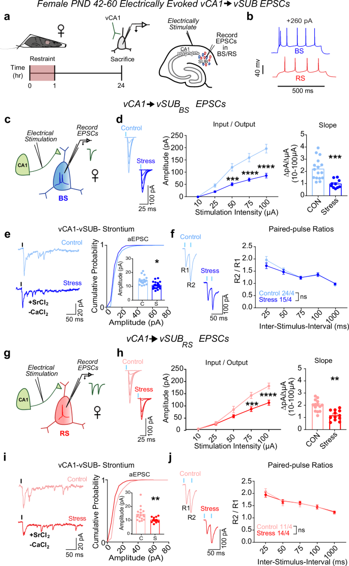 Fig. 1: Stress weakens vCA1-vSUB basal excitatory synaptic strength in females.