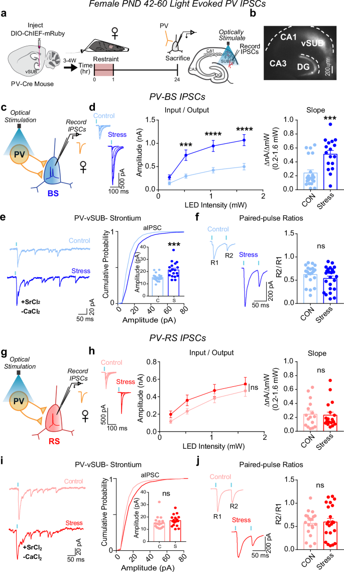 Fig. 3: Stress strengthens parvalbumin-positive interneuron (PV)-burst-spiking (BS) inhibition via increased postsynaptic strength in females.