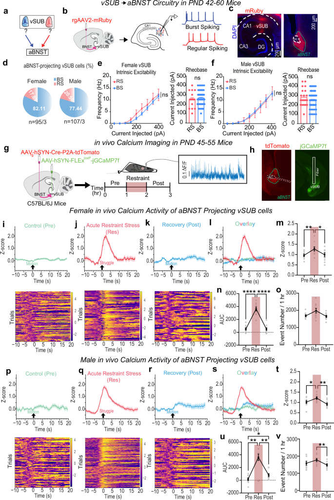 Fig. 5: vSUB burst-spiking (BS) cells primarily project to anterior bed nucleus of the stria terminalis (aBNST) and exhibit sex-specific activity in vivo.