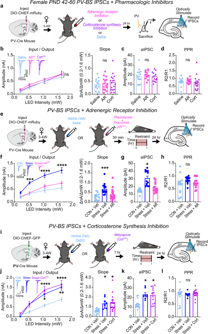 Fig. 7: Adrenergic signaling drives stress-enhancement of parvalbumin interneuron (PV)-burst-spiking (BS) inhibition in females.