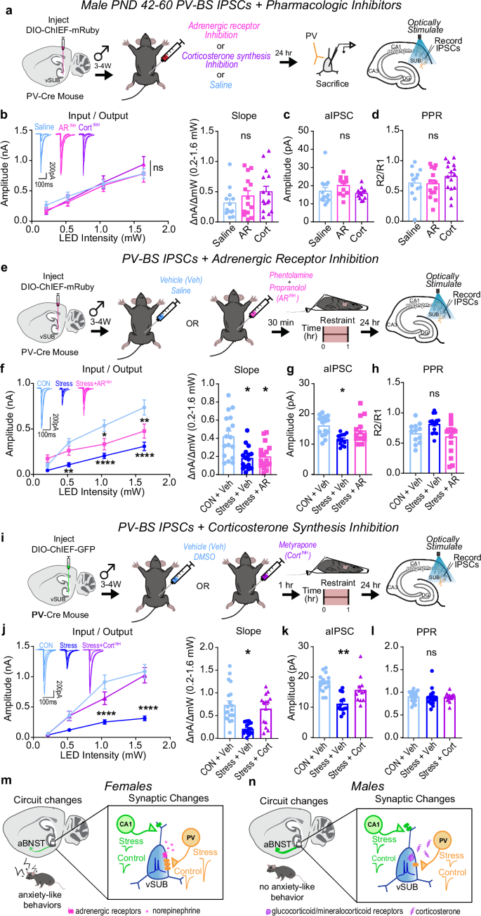 Fig. 8: Corticosterone signaling drives stress-reduction of parvalbumin interneuron (PV)-burst-spiking (BS) inhibition in males.