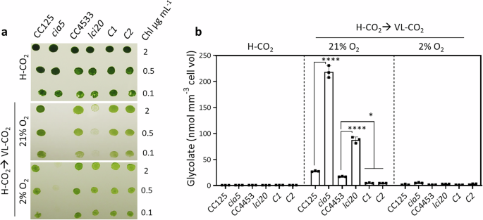 Fig. 2: lci20 is affected in the photorespiratory glycolate metabolism.