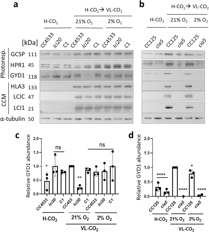 Fig. 3: Effect of CO2 and O2 concentrations on the abundance of photorespiration and CCM proteins.