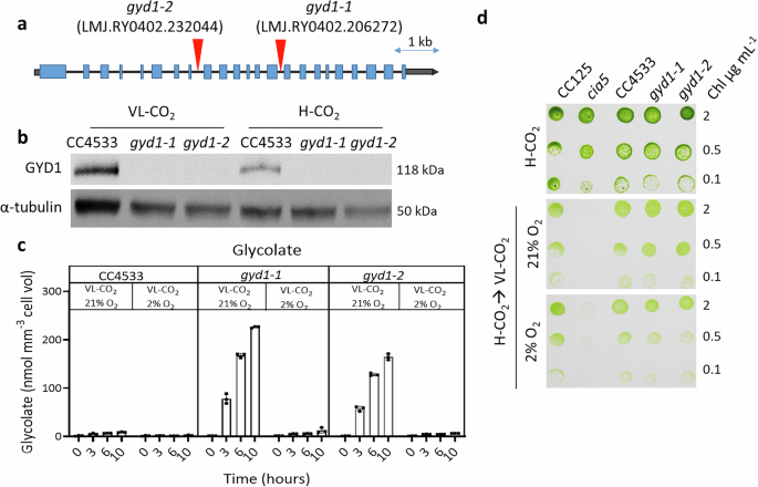 Fig. 4: Characterization of two insertional mutants of the glycolate dehydrogenase gene GYD1.