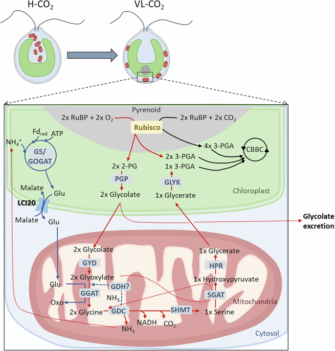 Fig. 7: Hypothetical scheme describing the role of LCI20 during photorespiration in Chlamydomonas.