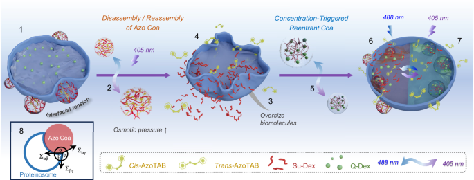 Fig. 1: Scheme showing general design of the interactive protocell communities consisting of photo-responsive AzoTAB/Su-Dex condensates (Azo Coas) and proteinosomes encapsuling dextran derivatives.