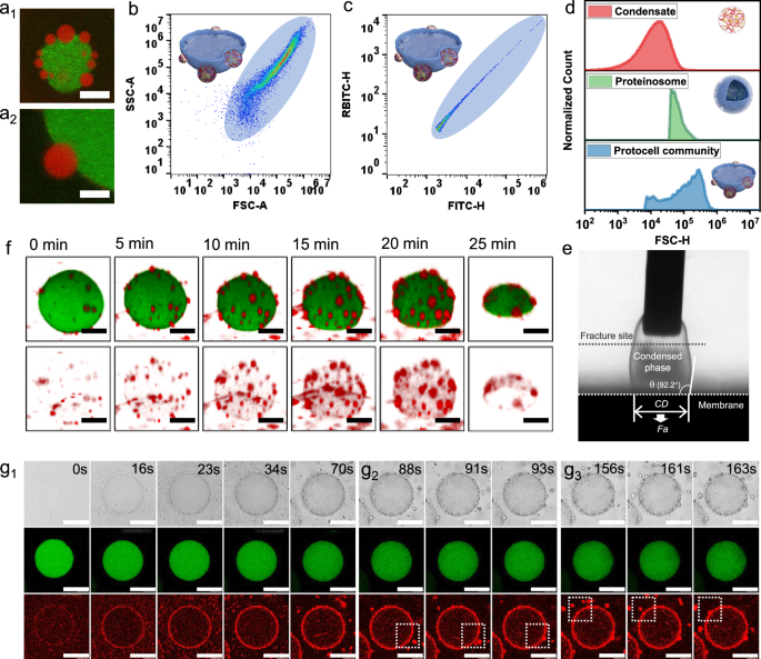 Fig. 2: Dynamic assembly of condensates around proteinosomes.
