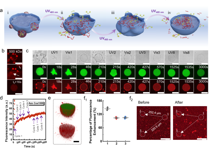 Fig. 3: Recyclable condensate pump-induced membrane deformation and transmembrane mass transfer.