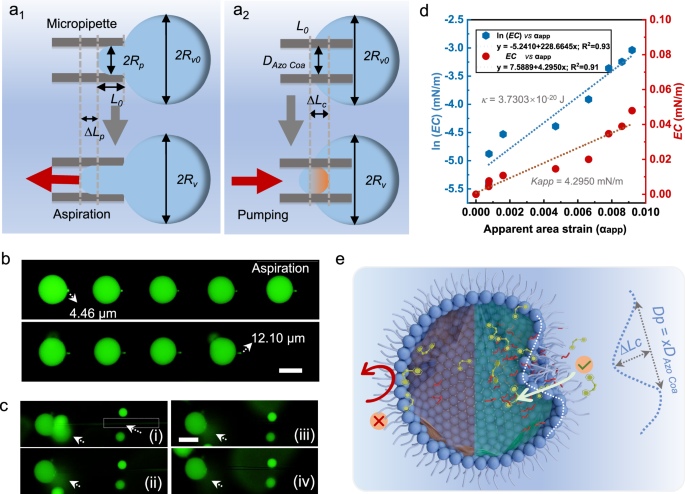 Fig. 4: Pumping mechanism of Azo Coas.