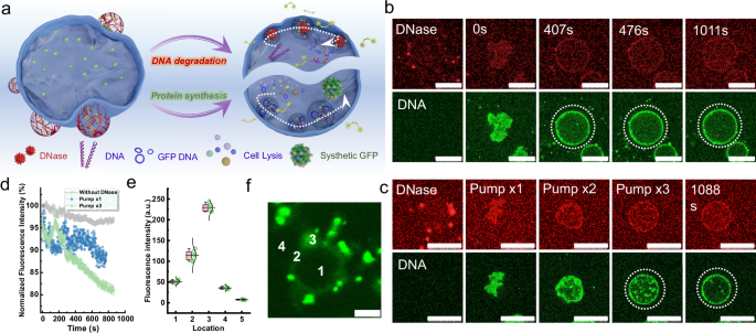 Fig. 6: Condensate pump-mediated biological processes.