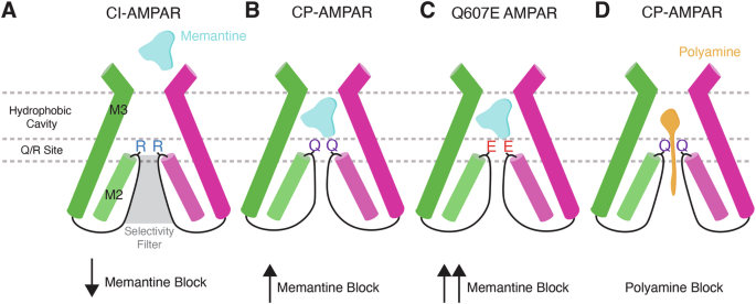 Fig. 5: Mechanisms of channel block in AMPARs.