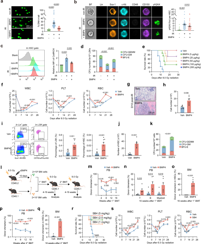 Fig. 4: BMP4 can protect HSCs from radiation-induced damage and promotes hematopoietic regeneration.
