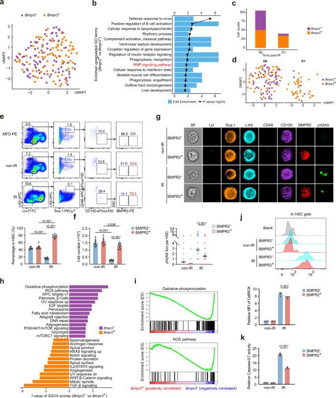 Fig. 5: BMPR2+ HSCs represent a population of stem cells that exhibit resistance to radiation.