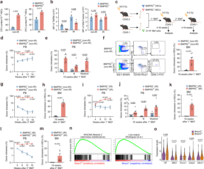 Fig. 6: BMPR2+ HSCs promote hematopoietic regeneration in vivo.