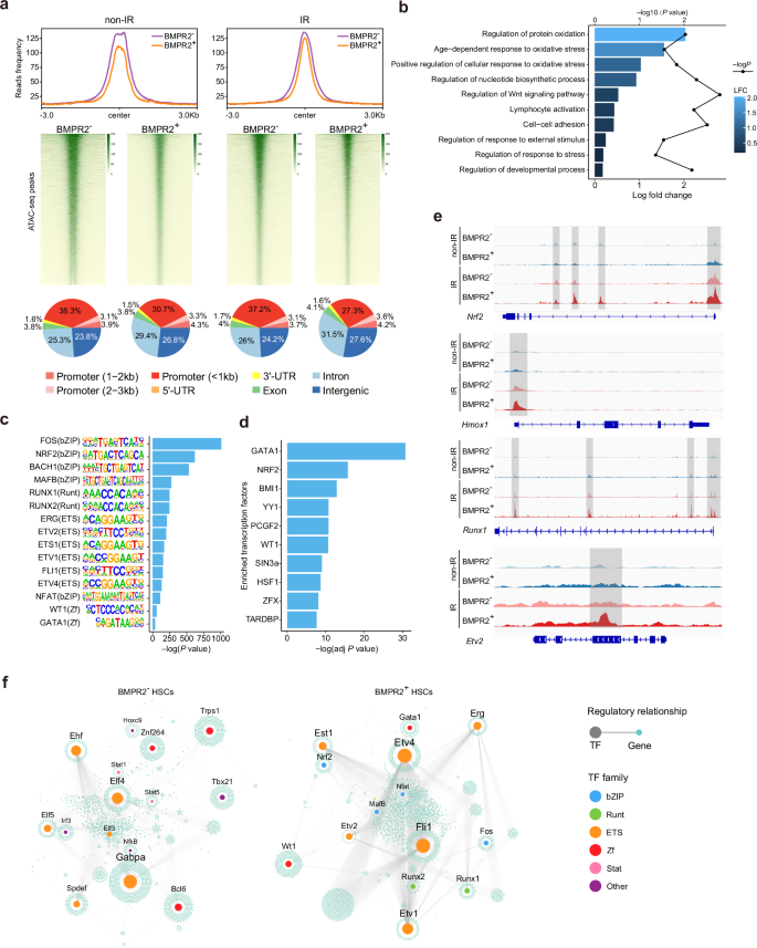 Fig. 7: Different chromatin accessibility landscapes of Nrf2 and its downstream genes in BMPR2+ and BMPR2− HSCs by ATAC-seq.