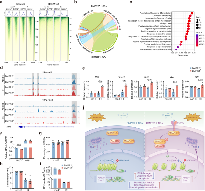 Fig. 8: Bivalent histone modifications switch the transcriptional status of Nrf2 in response to IR.