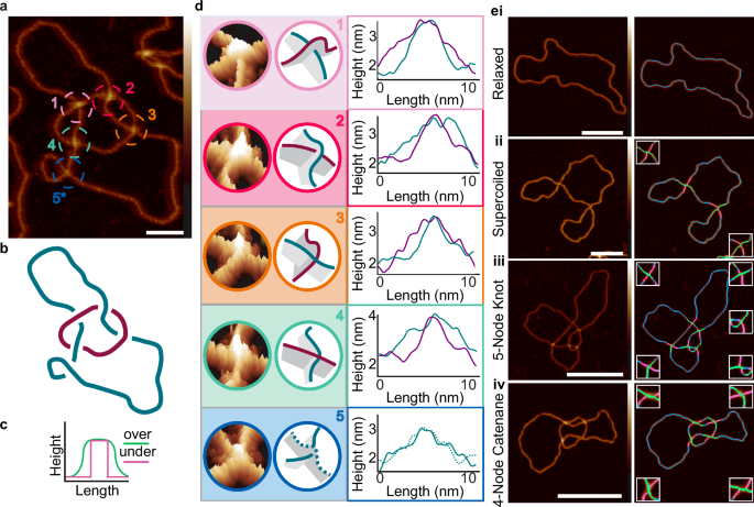 Fig. 1: Determining the topology of individual DNA molecules using AFM.