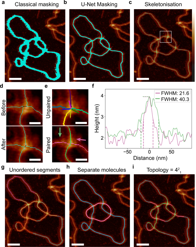 Fig. 2: Automated tracing and topological determination for complex DNA molecules from AFM images.
