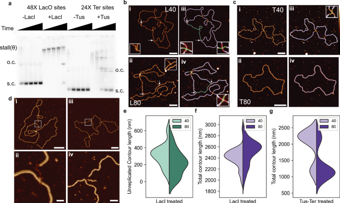 Fig. 3: Automated determination of DNA replication intermediates stalled using either the Lac Repressor protein or the Tus-Ter Complex, at 40 and 80 minute timepoints.