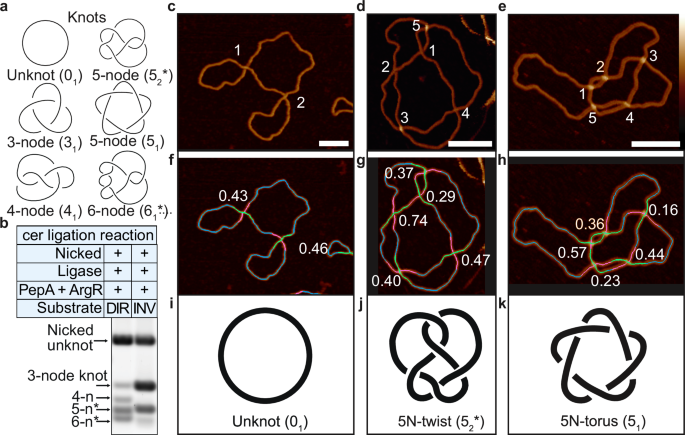 Fig. 4: Automated topological determination of twist and torus-type 5-node knots.