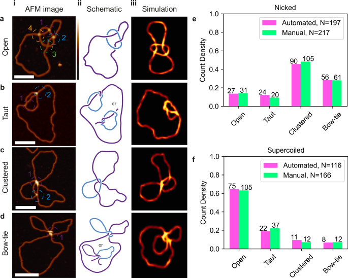 Fig. 5: Variability in catenane conformation is driven by topological state.