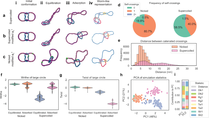 Fig. 6: Surface immobilisation drives conformational changes, however, topological species can still be separated by their linking number difference.