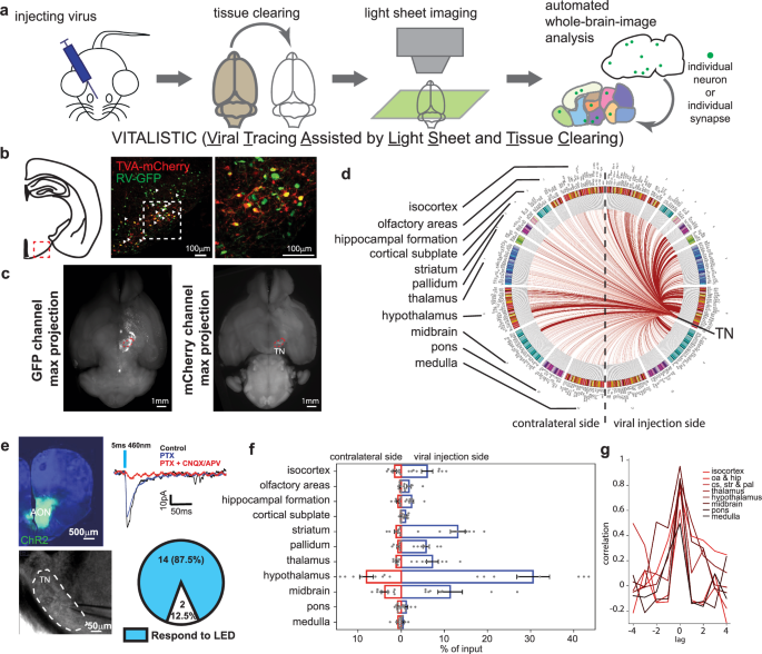 Fig. 1: Mapping the brain-wide inputs to TNSST neurons.