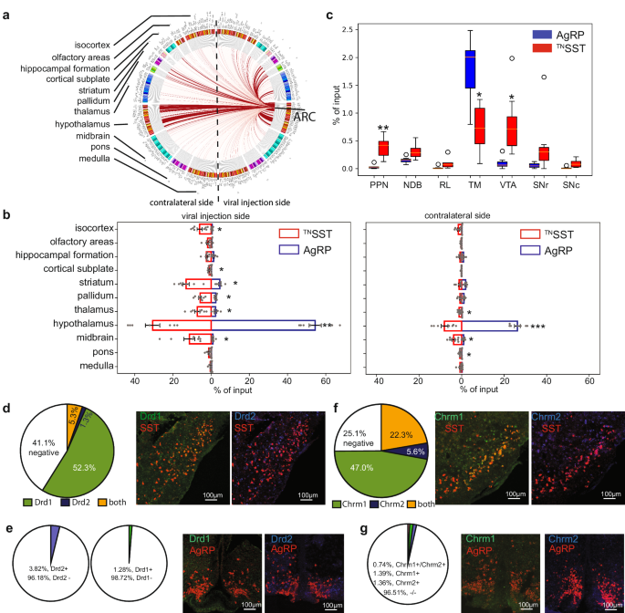 Fig. 2: Comparison of brain-wide inputs to TNSST neurons and AgRP neurons.