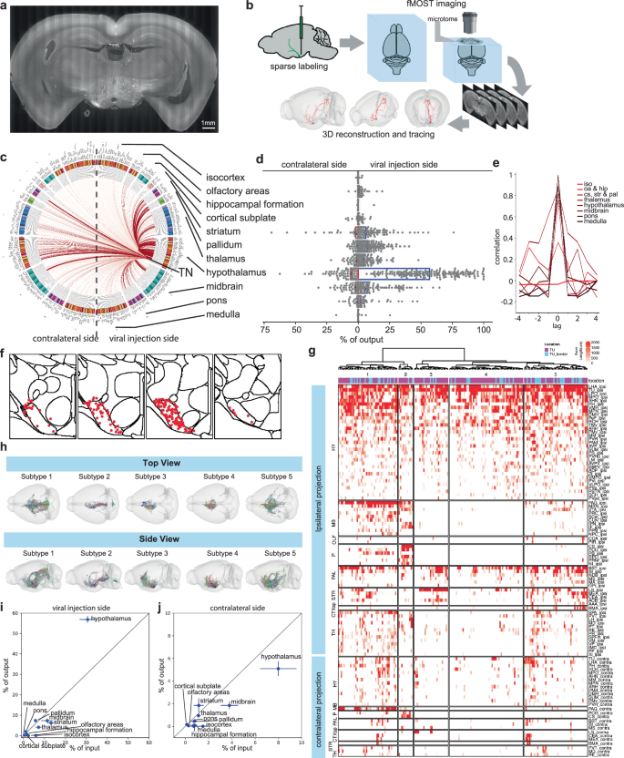 Fig. 3: Mapping the brain-wide outputs of TNSST neurons.