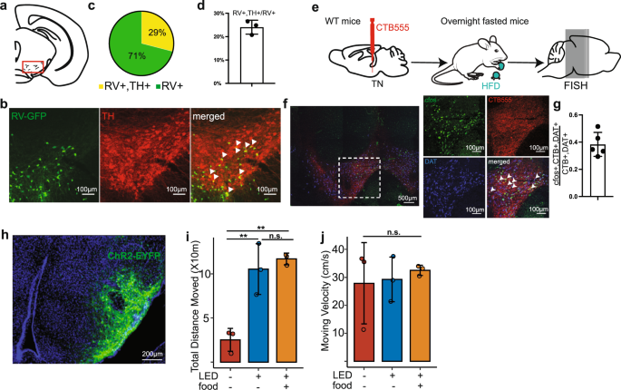 Fig. 5: PAG-projecting TNSST neurons receive VTA inputs and promotes locomotion.