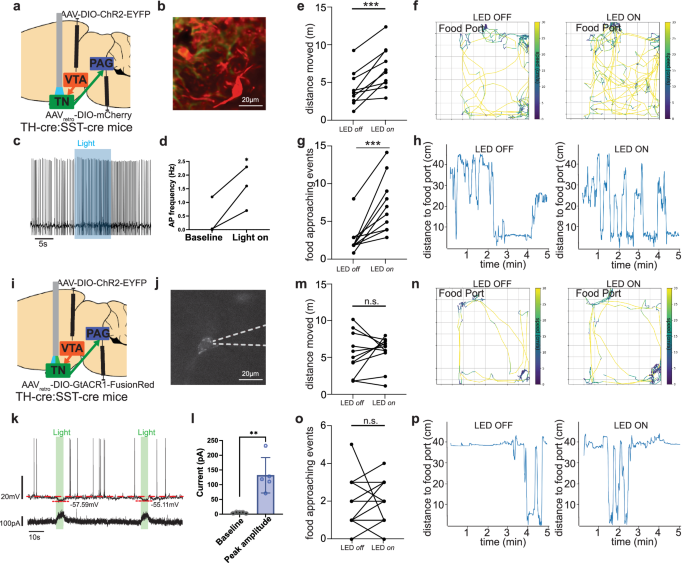 Fig. 6: VTA-TN-PAG circuit promotes food approaching behavior.